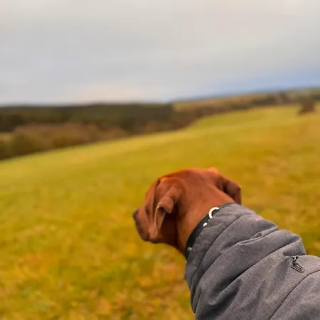 Blockhuette Im Wald In Der Eifel
