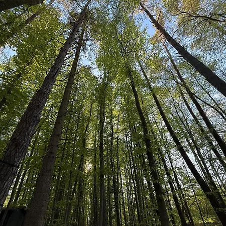 Blockhuette Im Wald In Der Eifel Holiday home
