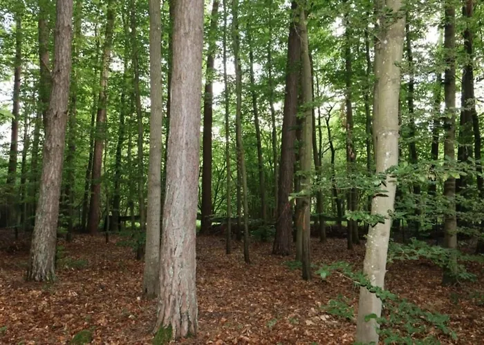 Blockhuette Im Wald In Der Eifel