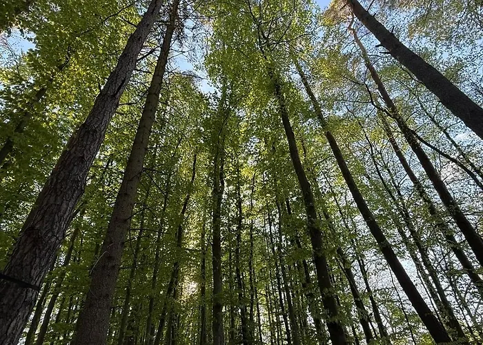Blockhuette Im Wald In Der Eifel 度假居